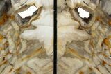 Tall Colorful Petrified Wood Bookends - Washington #382149-2